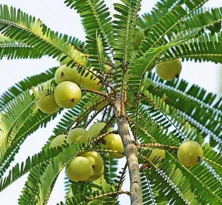 Amla