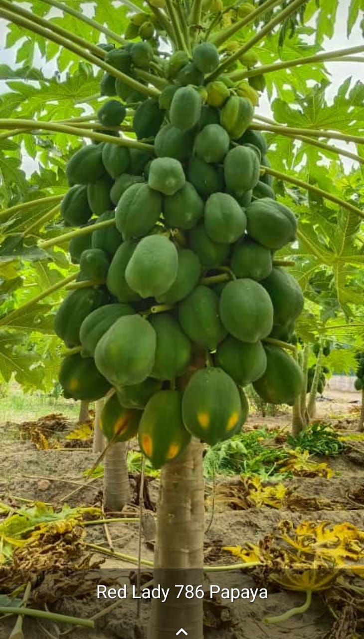 Papaya