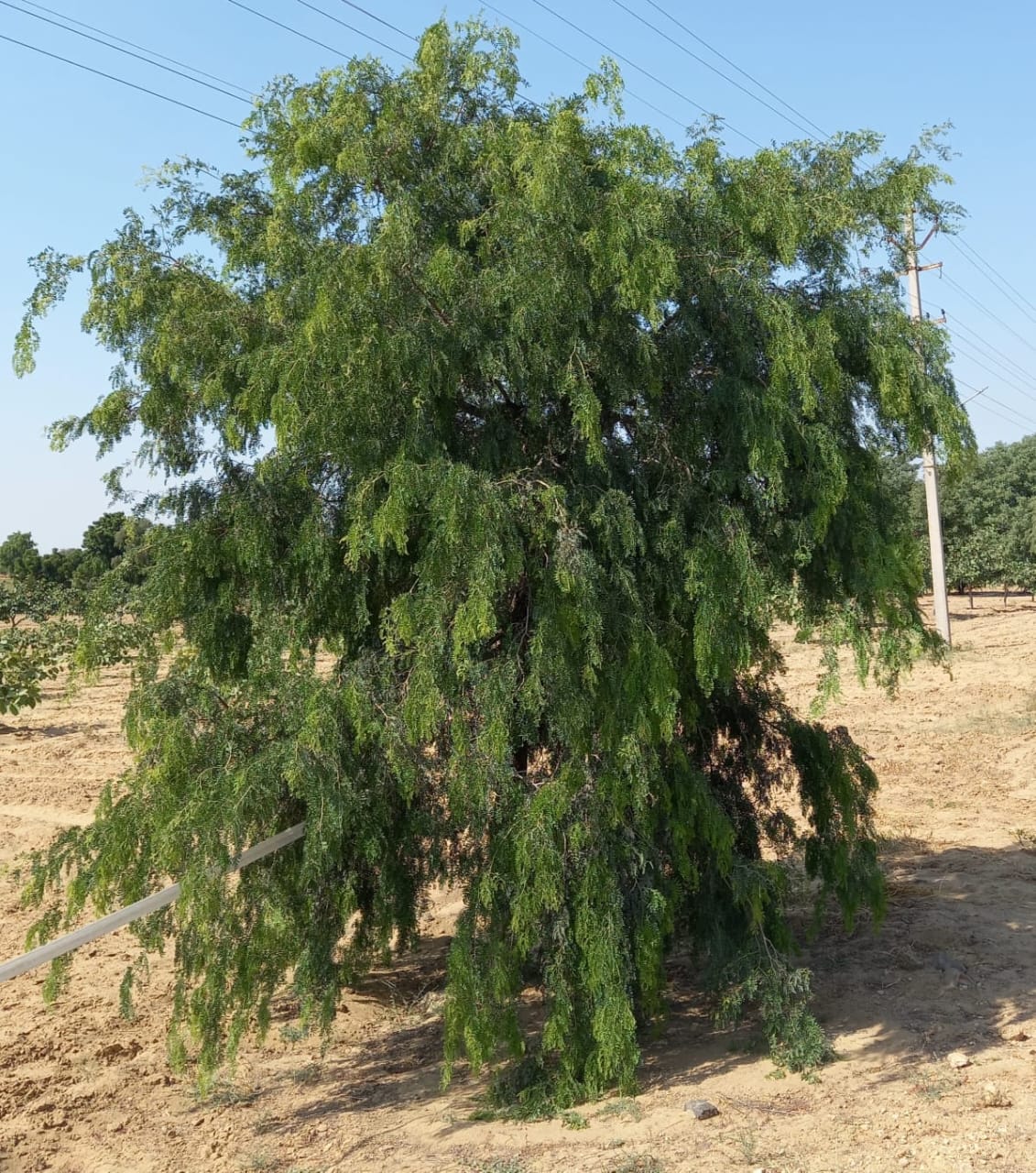 Thar Shobha Khejri