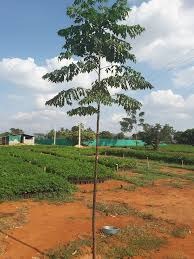 Malabar neem